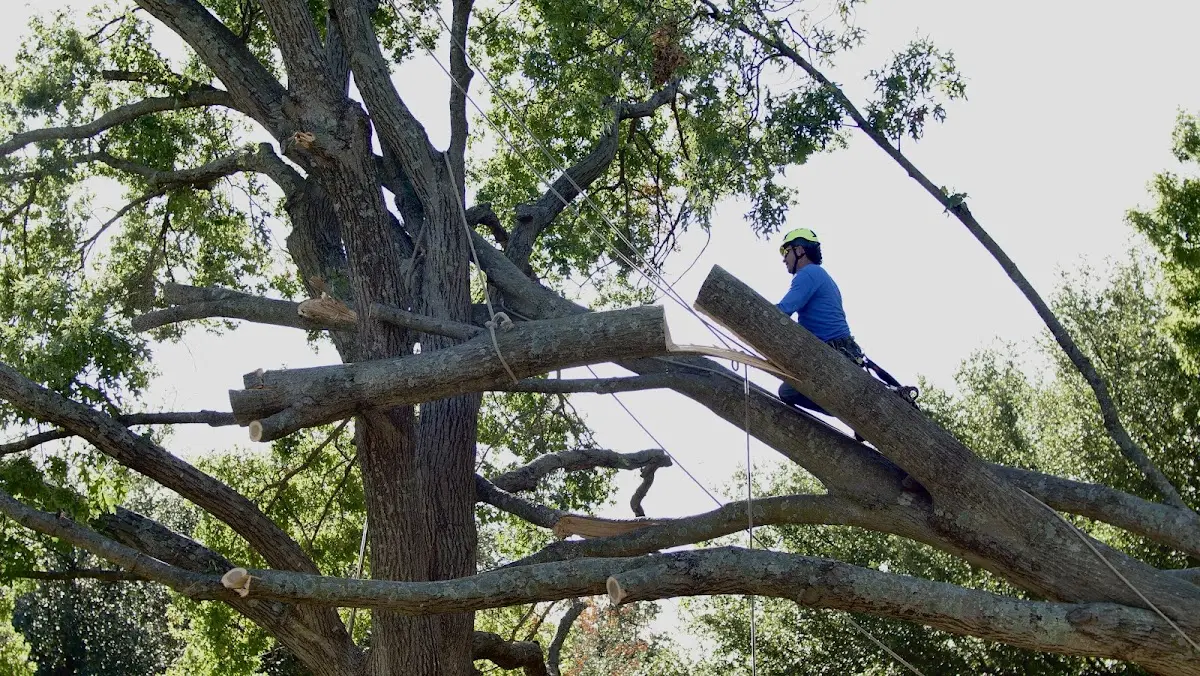 Professional Hazardous Tree Removal performed by certified arborists in Pleasant Lake