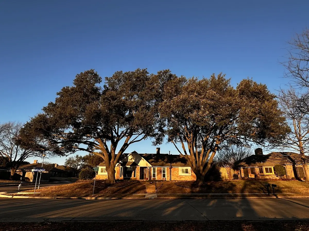 Established residential canopy tree shading a home in Pleasant Lake